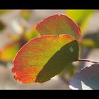 Mopane Leaf