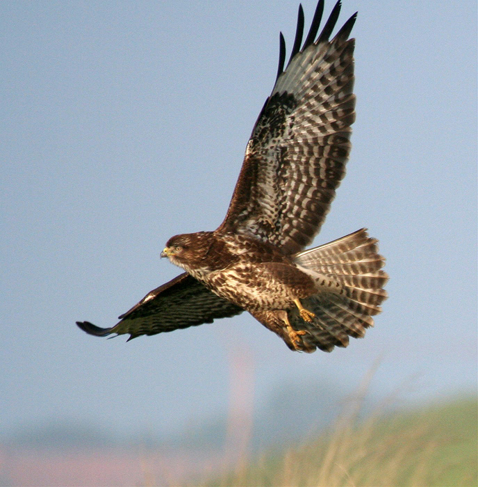 "Moppel-Bussard"?