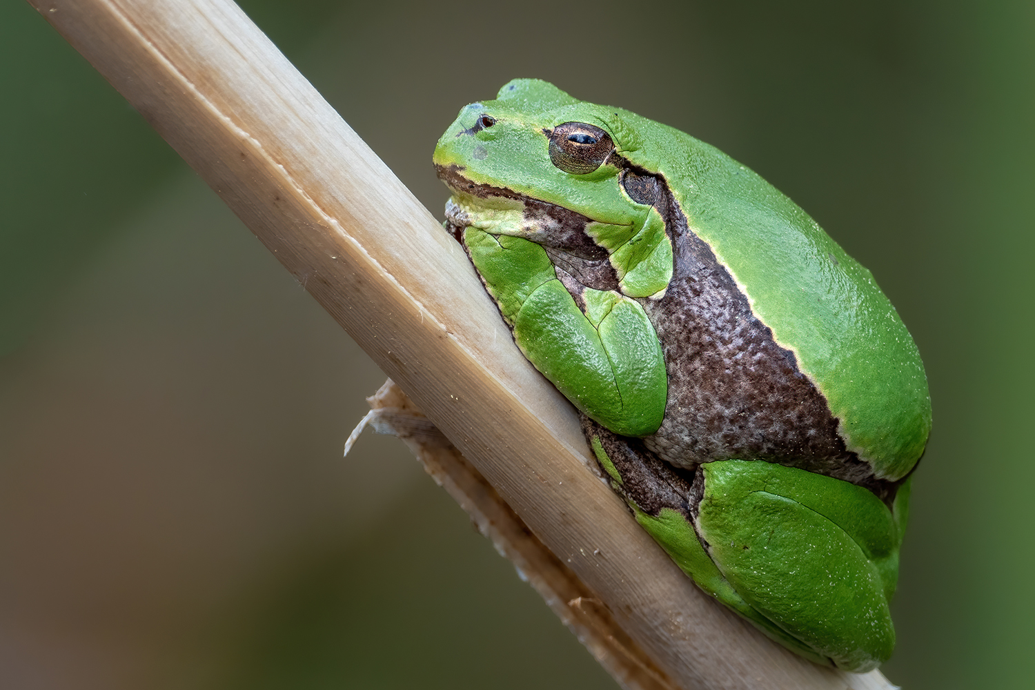 Moppelchens Siesta