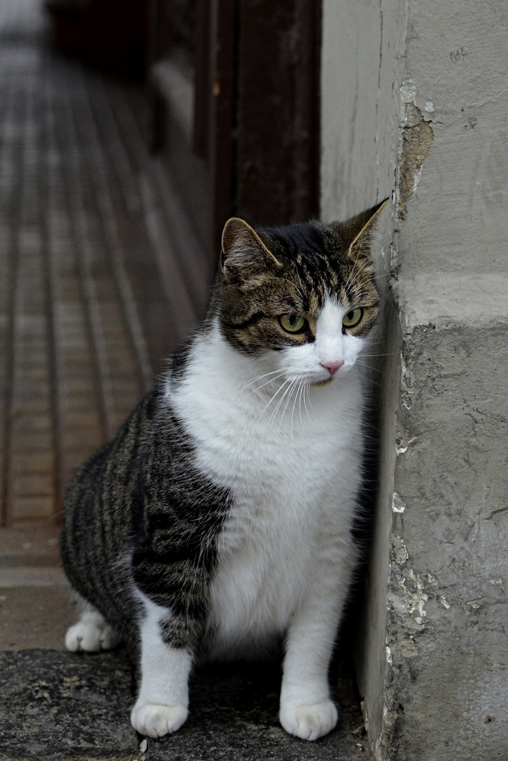 Moppelkatze