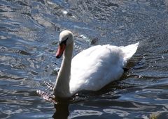 Moppi - der Schwan