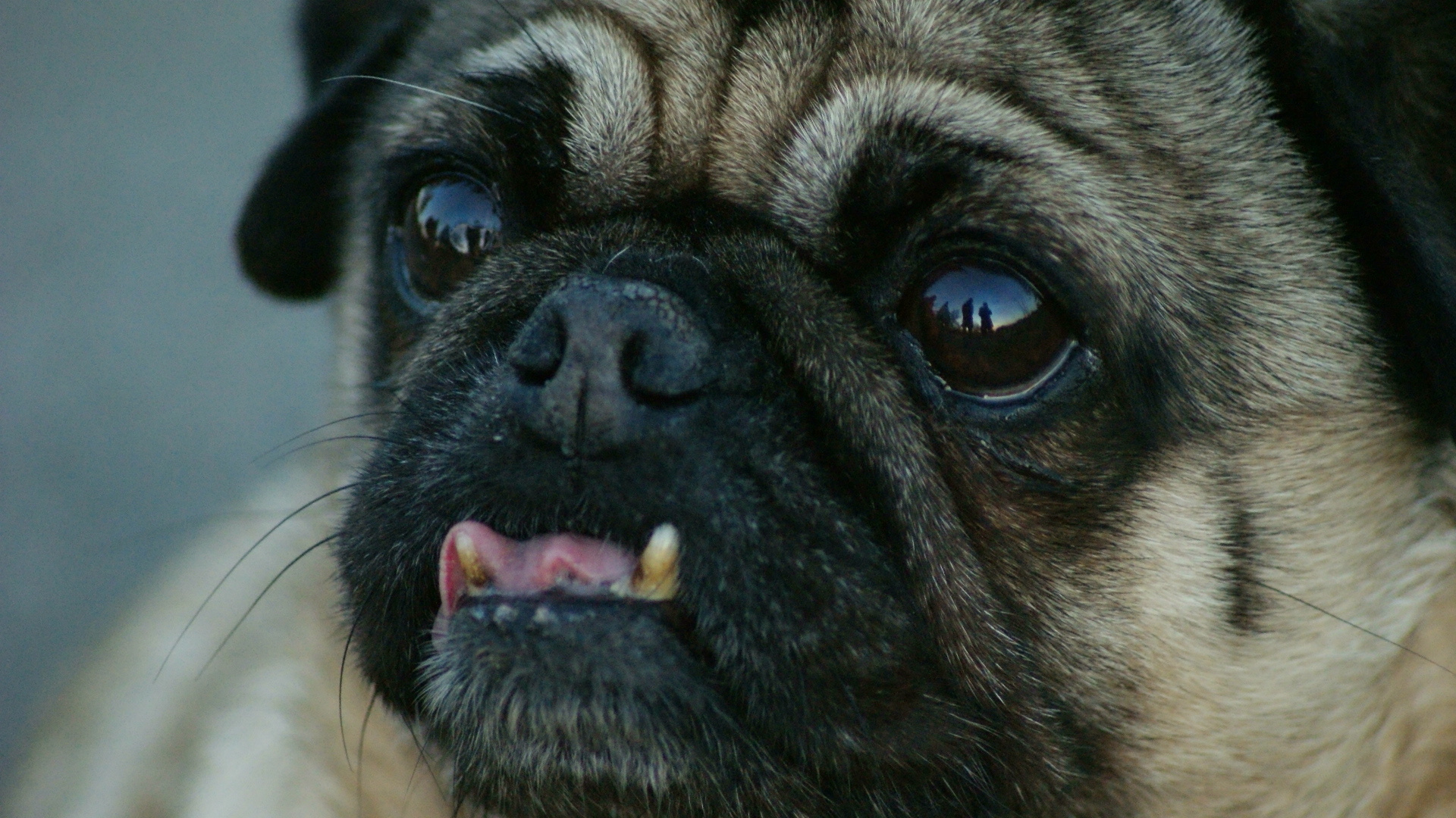 Mops Foto & Bild tiere, haustiere, hunde Bilder auf