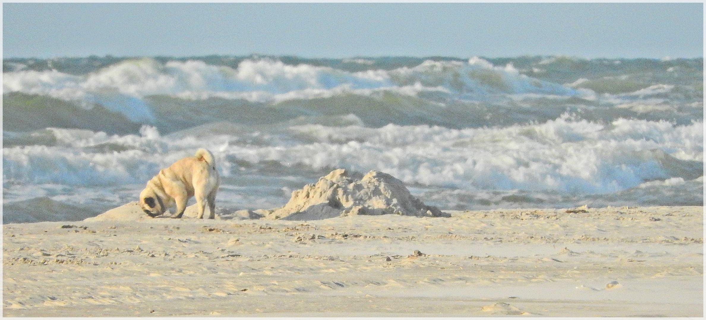 Mops am Strand