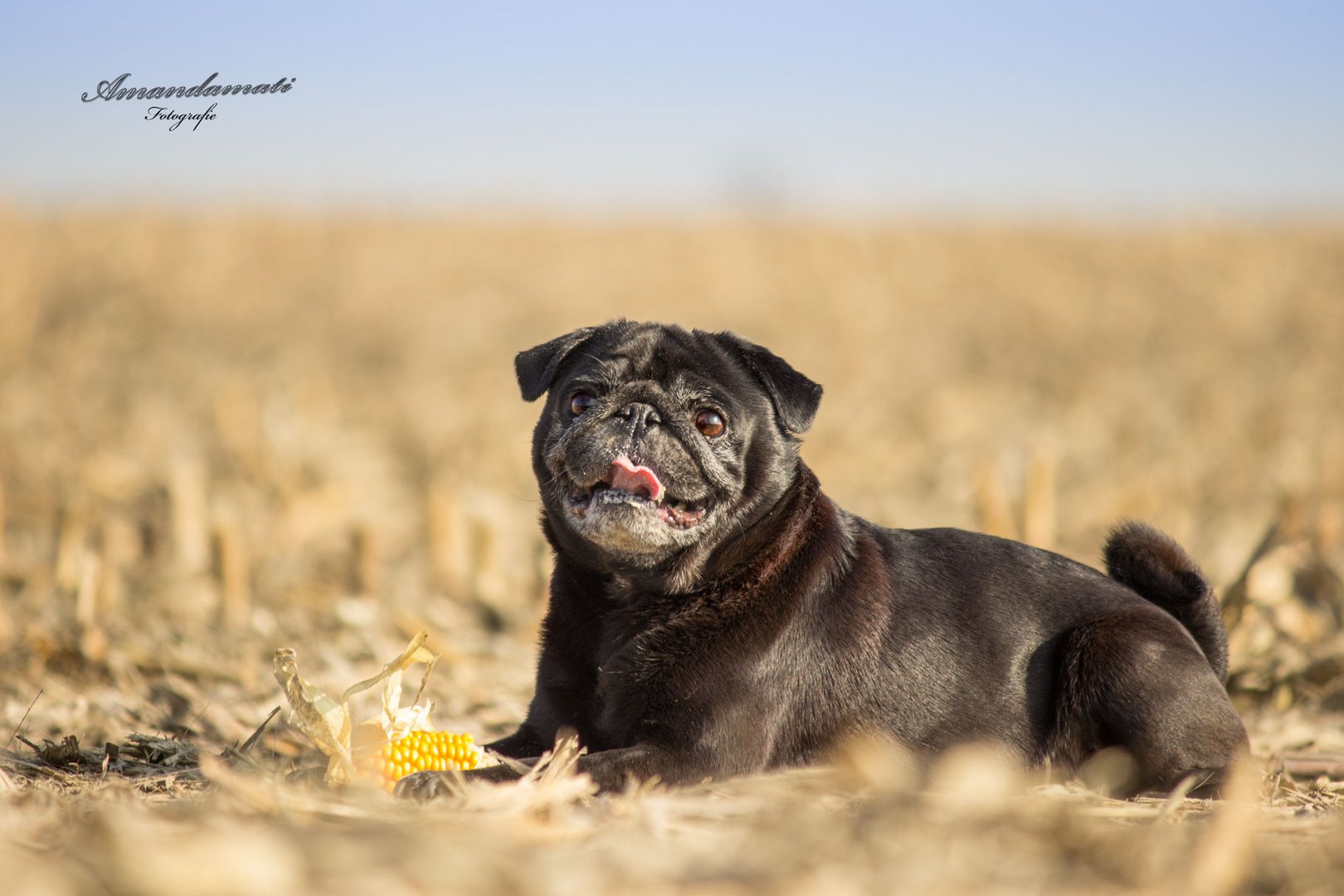 Mops auf Nahrungssuche