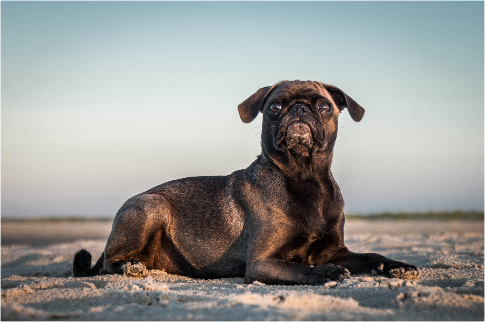 Mops Auf Strand