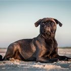 Mops Auf Strand