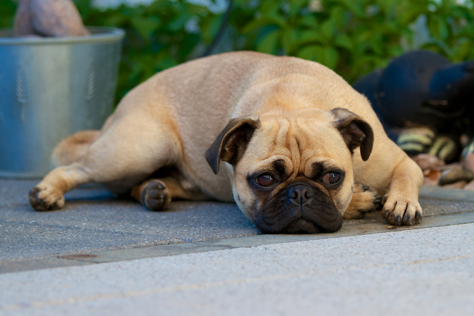 Mops ausgewachsen