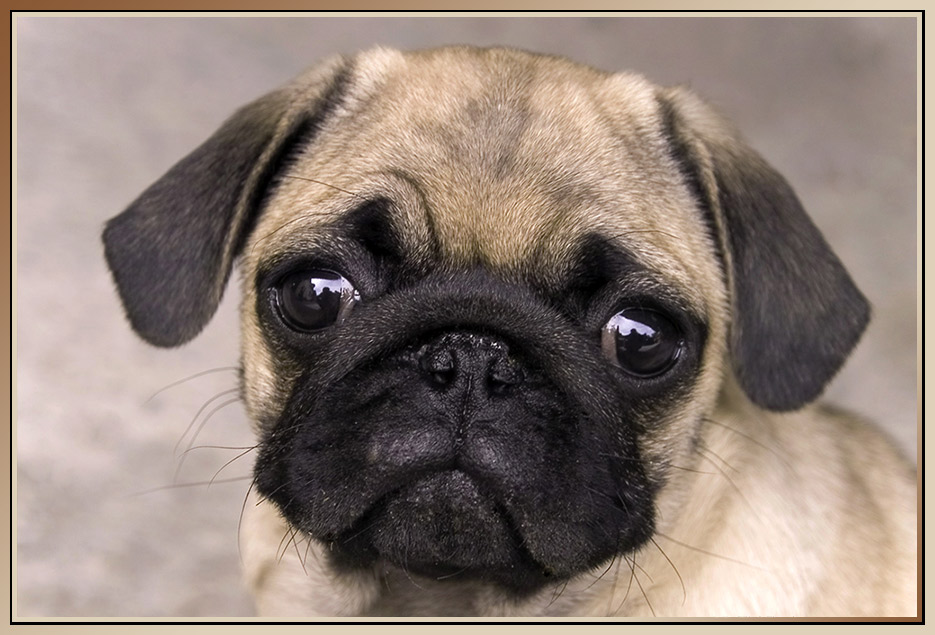 Mops Baby Foto & Bild tiere, haustiere, hunde Bilder auf