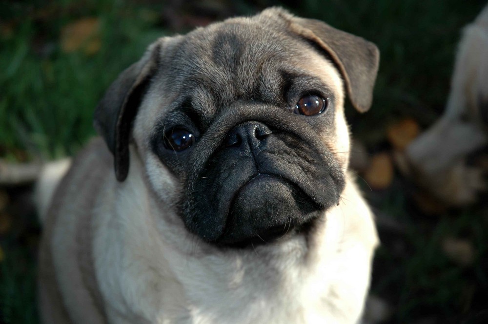 mops Foto & Bild tiere, haustiere, hunde Bilder auf