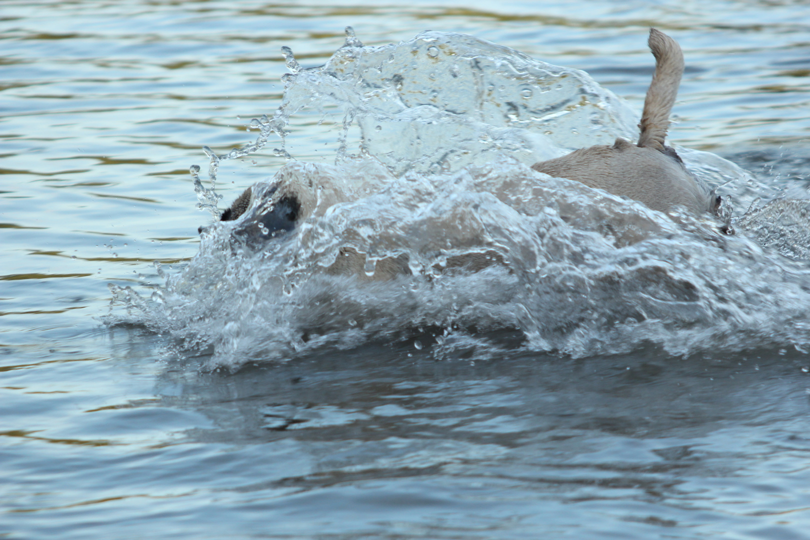 Mops beim Baden