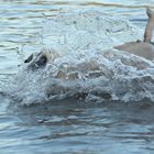 Mops beim Baden