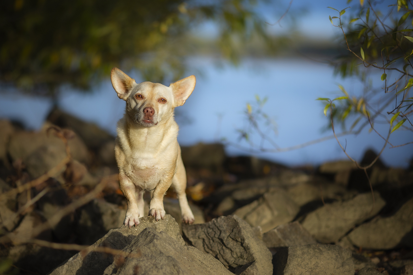 Mops & Co Foto & Bild wasser, licht, hund Bilder auf