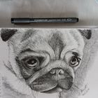 Mops die 2.! Ich hab fertig! :D