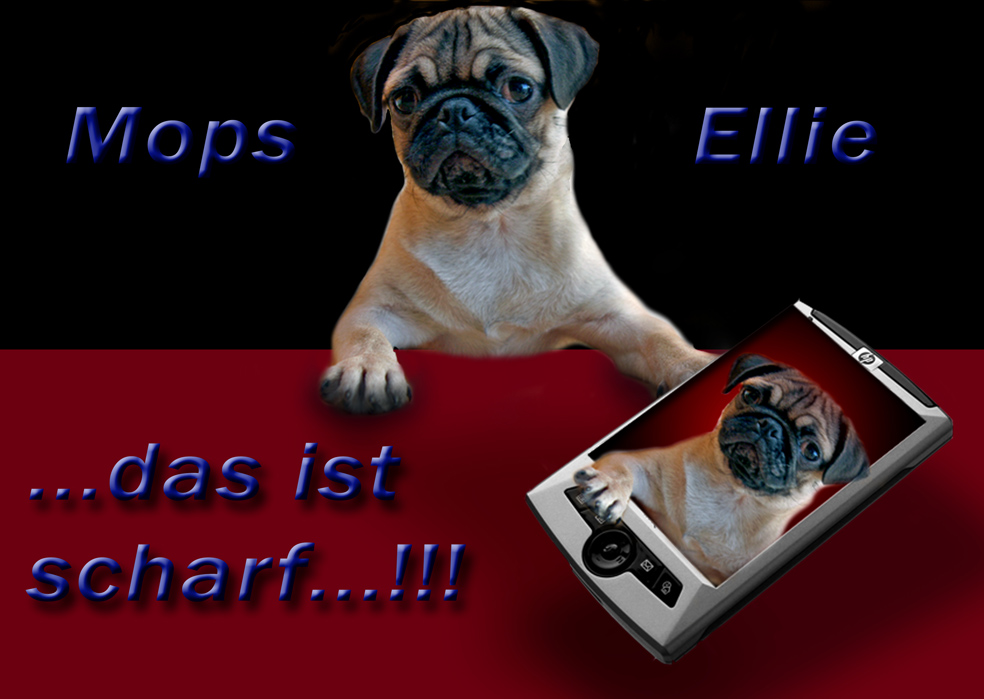 ...Mops Ellie...