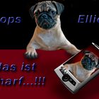 ...Mops Ellie...