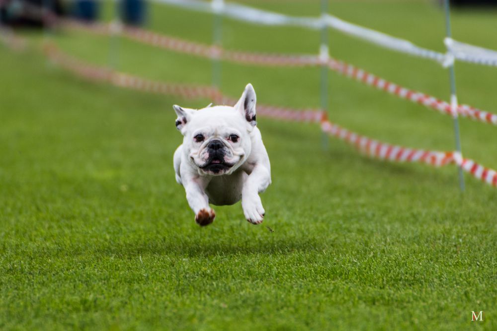 Mops Foto & Bild sport, hund, süß Bilder auf