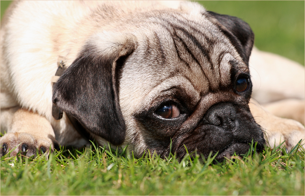 "Mops fidel"...... Foto & Bild tiere, haustiere, hunde Bilder auf