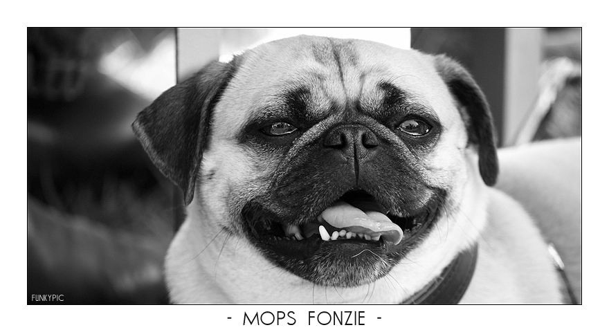 Mops Fonzie