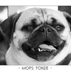 Mops Fonzie