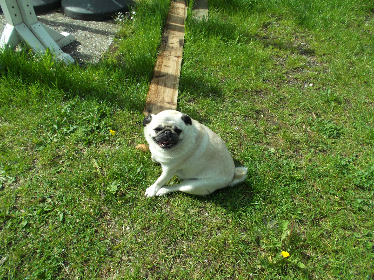 Mops im Garten