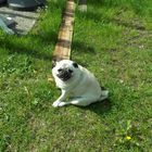 Mops im Garten