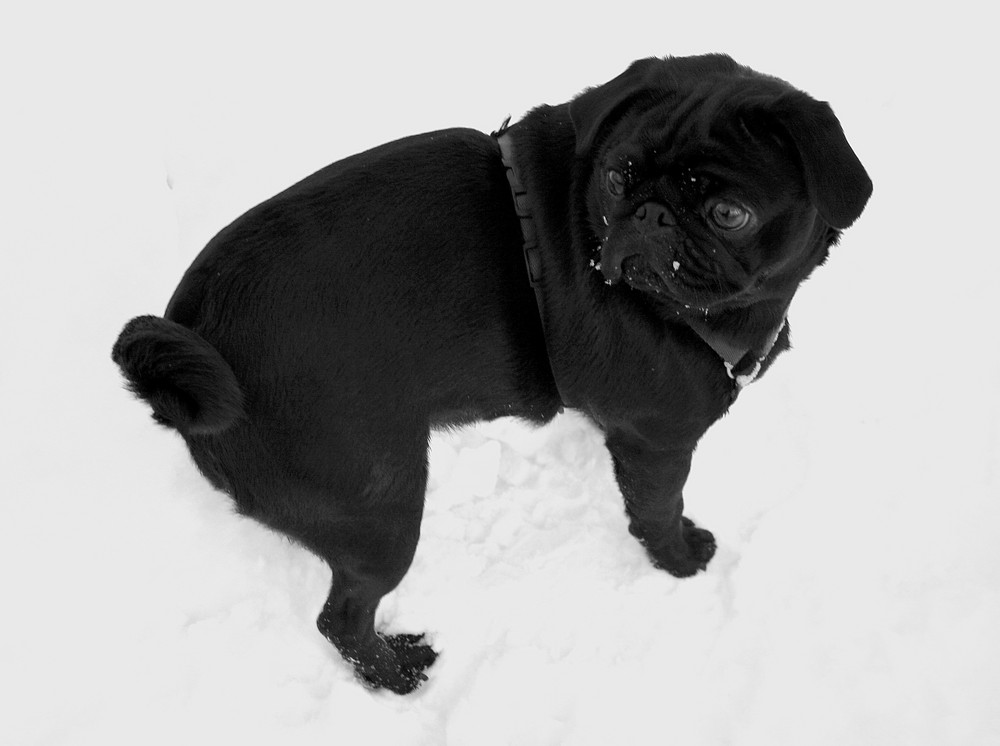 Mops im Schnee