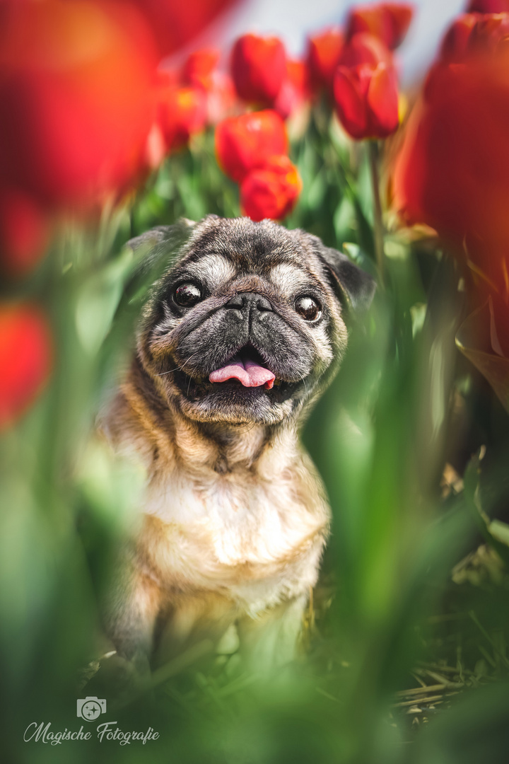 Mops im Tulpenfeld