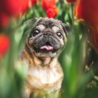 Mops im Tulpenfeld