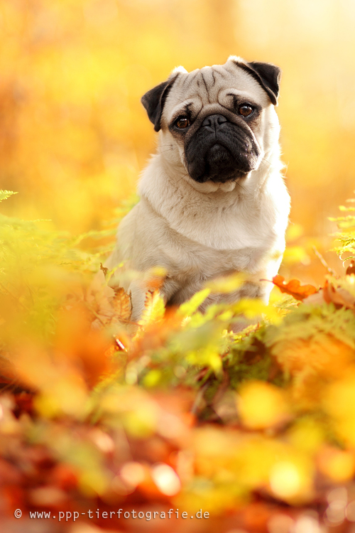 Mops im Zauberlicht