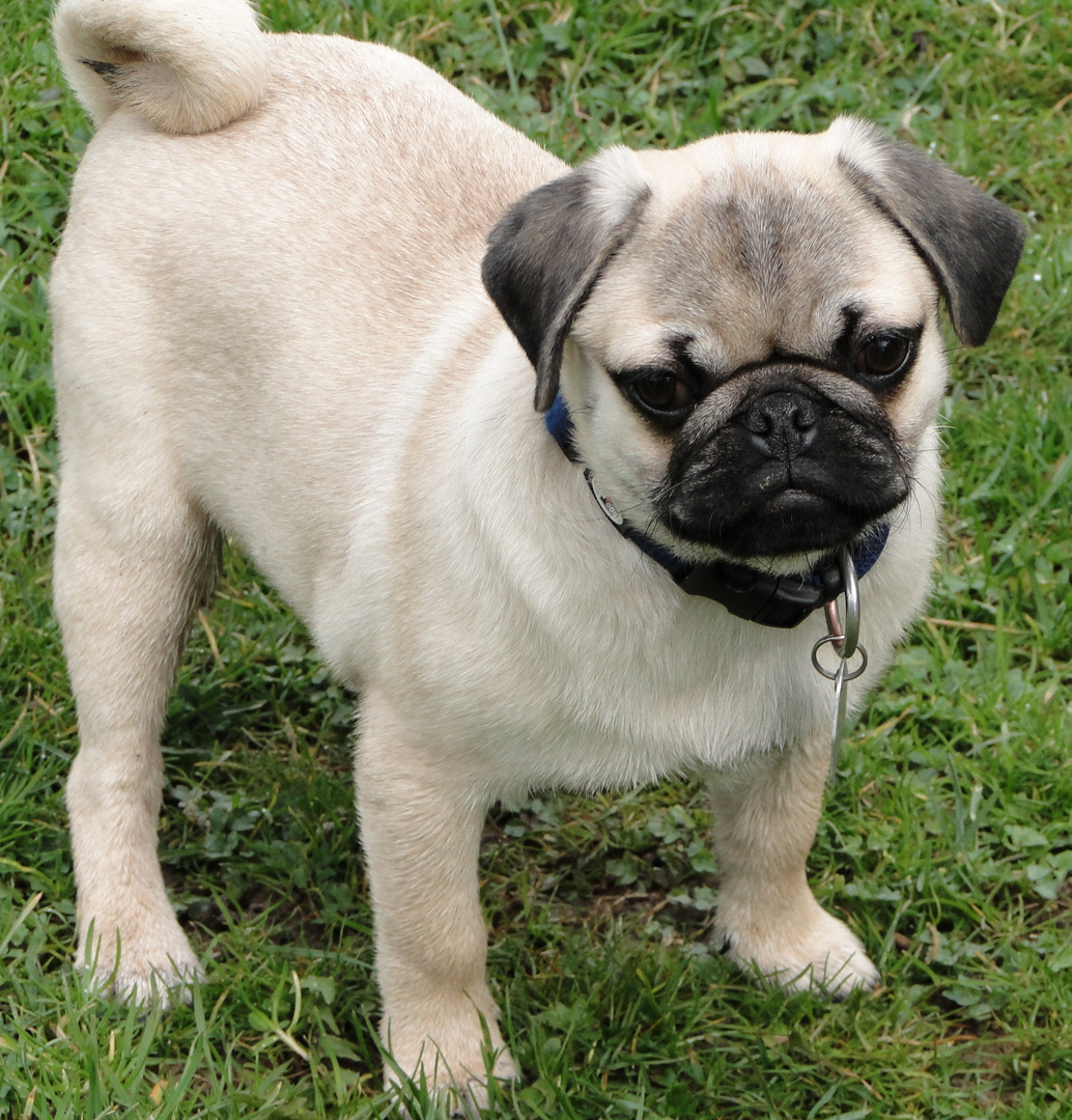 Mops in Beige... Foto & Bild tiere, haustiere, hunde Bilder auf