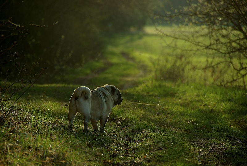 Mops in der Abenddämmerung