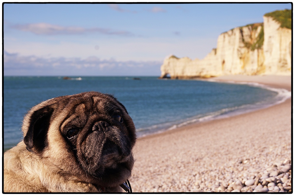 Mops in Etretat