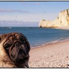 Mops in Etretat