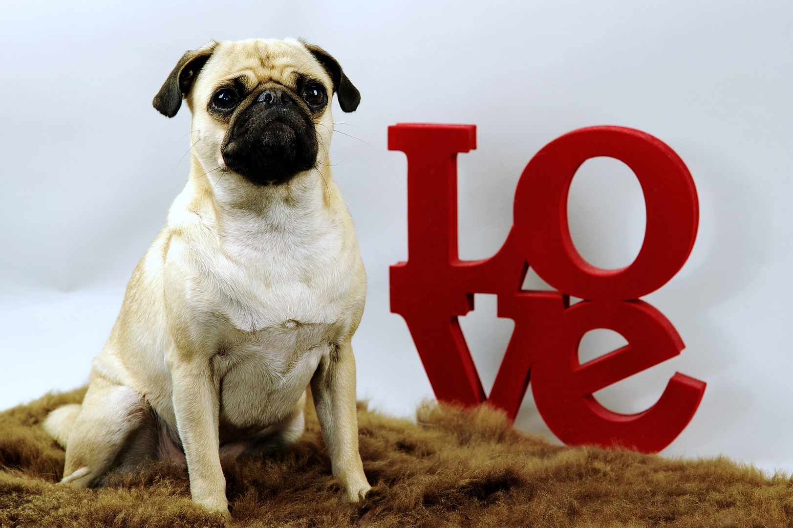 Mops Love Foto & Bild tiere, haustiere, hunde Bilder auf