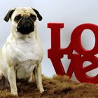 Mops Love