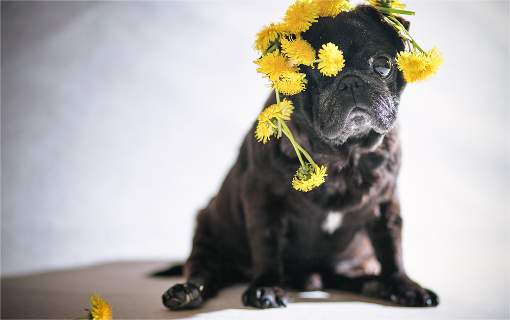 Mops mit Löwenzahnkrone