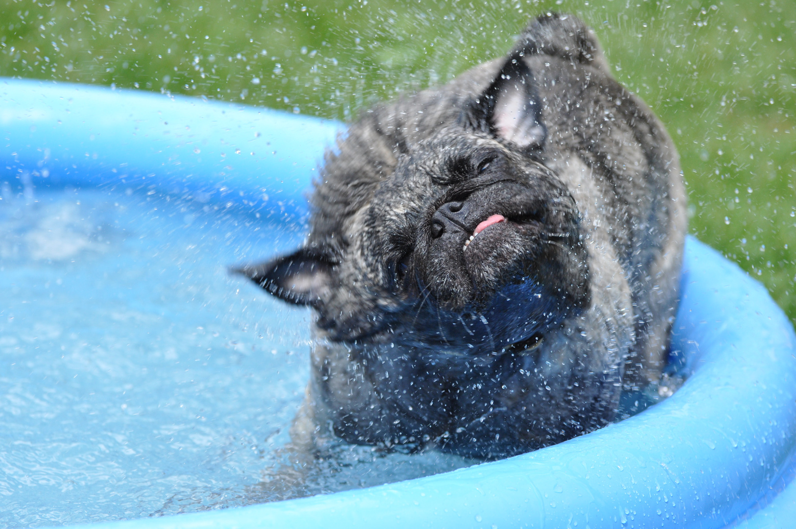 Mops nach Tauchgang