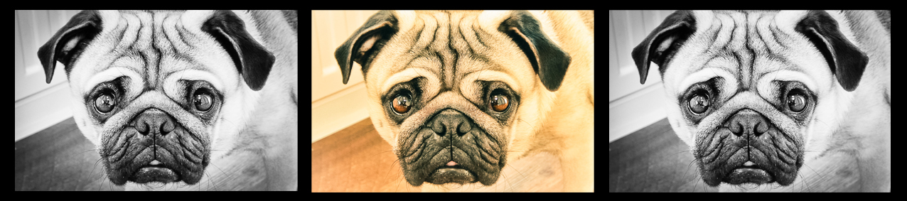 Mops-Portrait