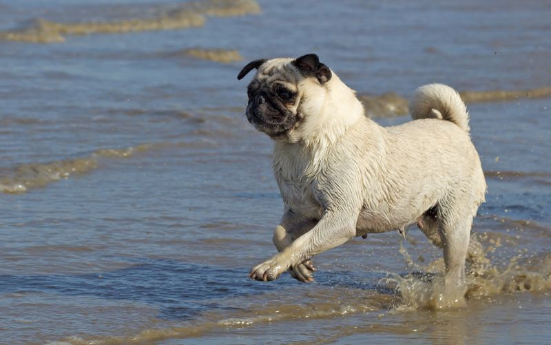 Mops Sommervergnügen