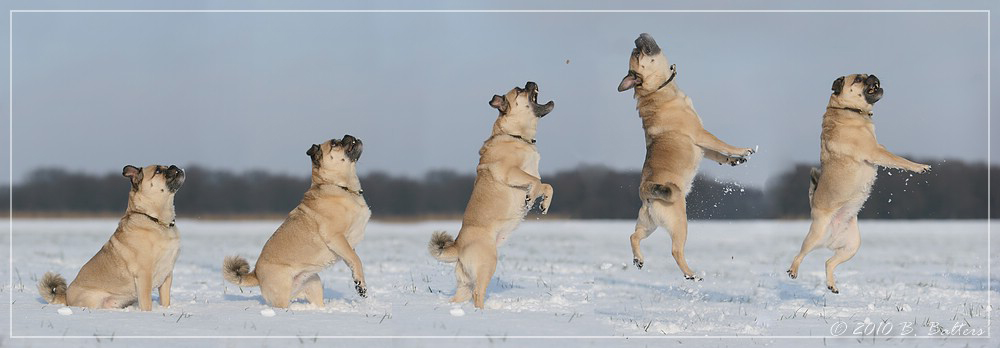 Mops-Sport!