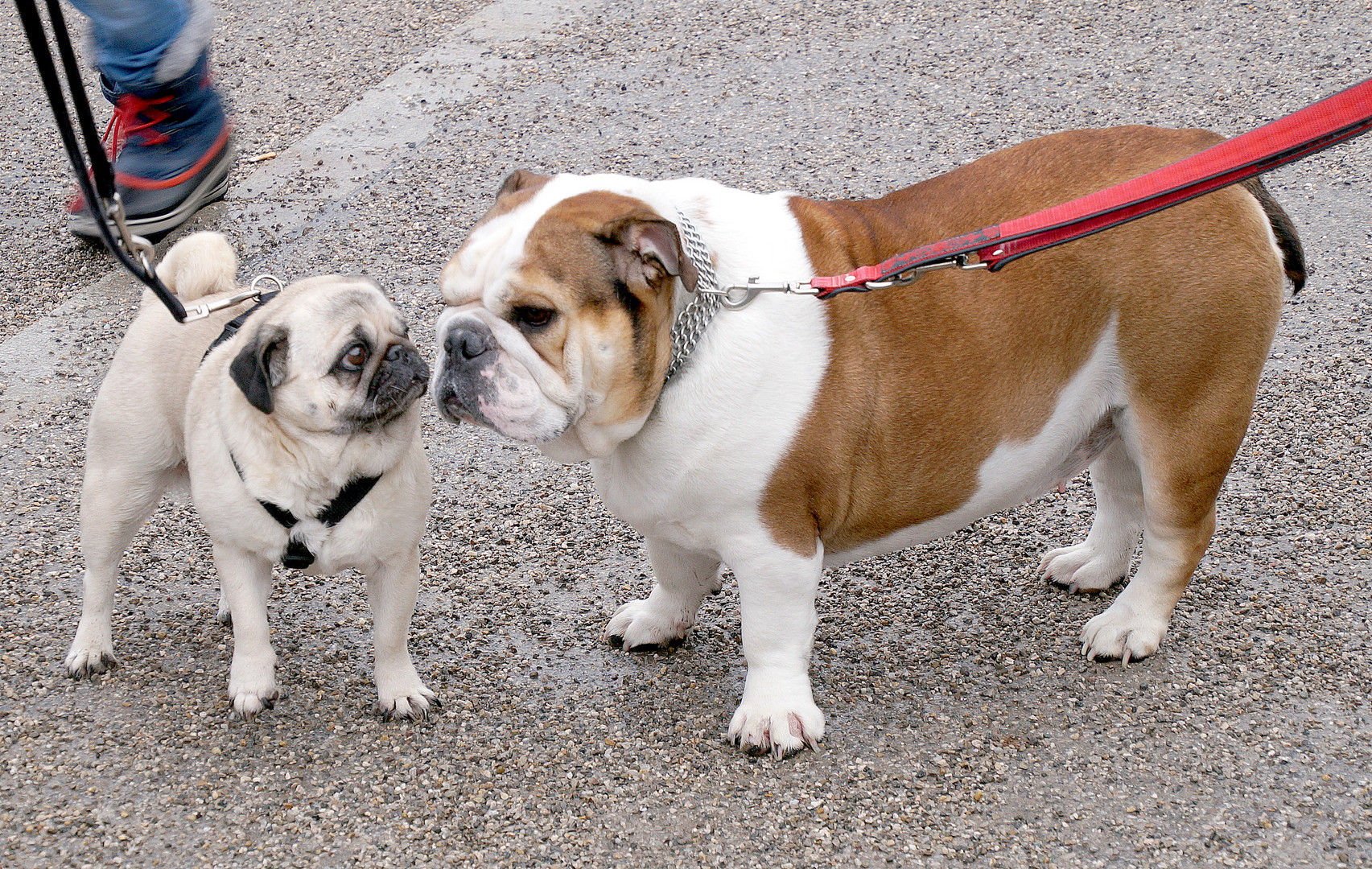 Mops trifft Englische Bulldogge