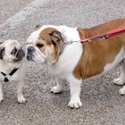 Mops trifft Englische Bulldogge