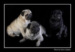 Mops-Trio.......