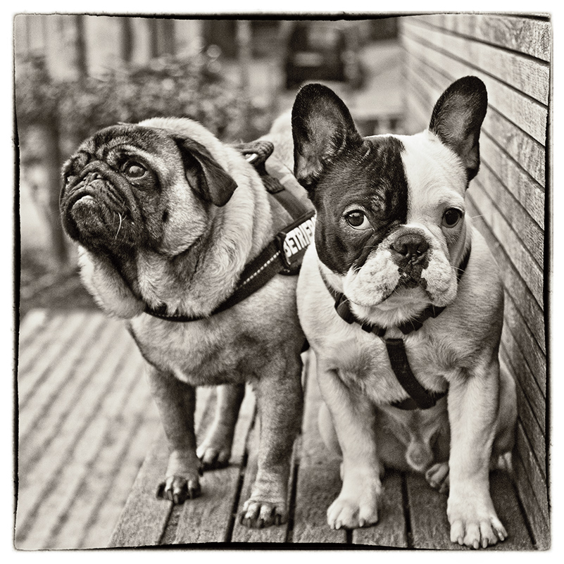 Mops und Bully