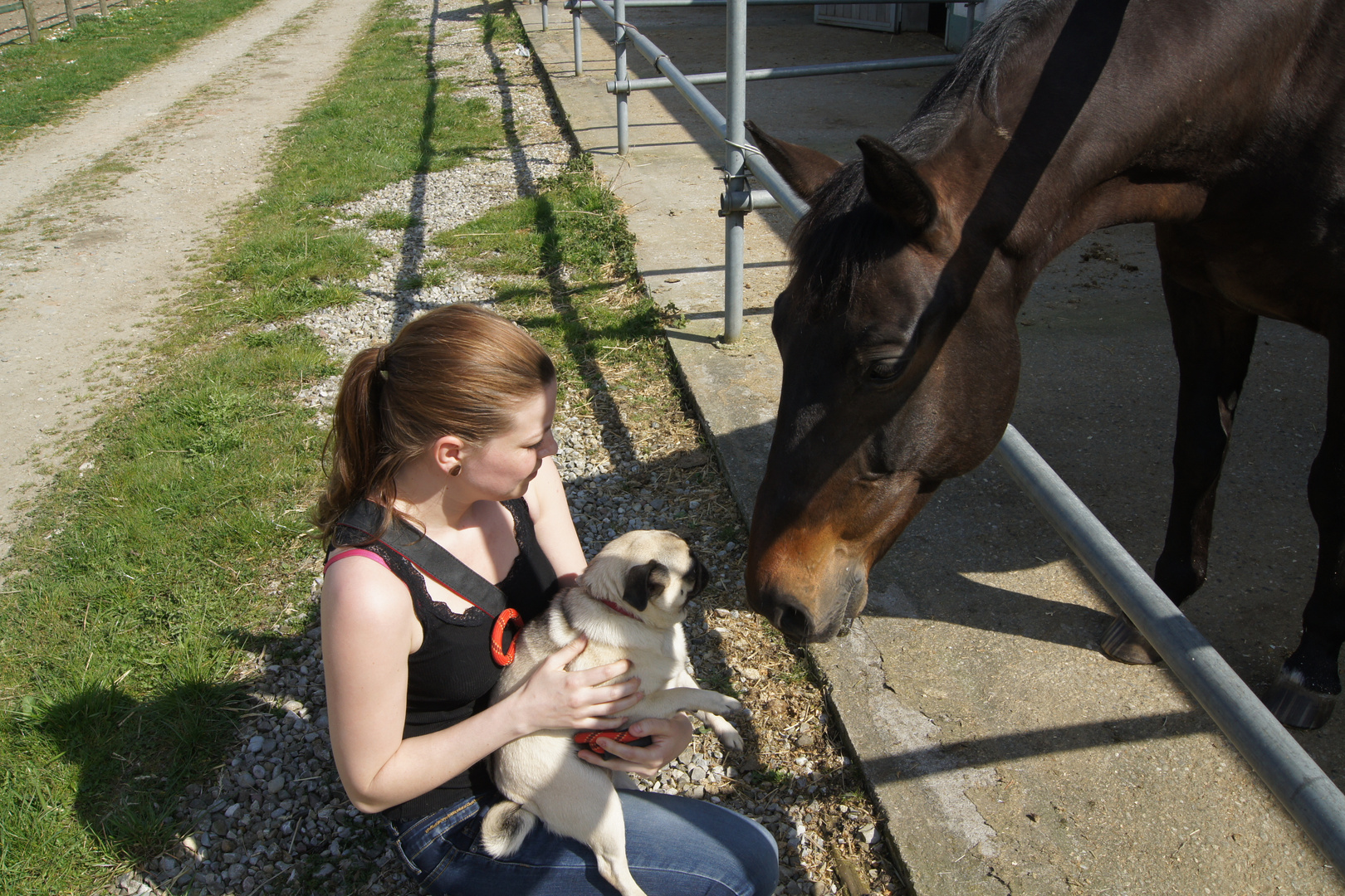 Mops und Pferd