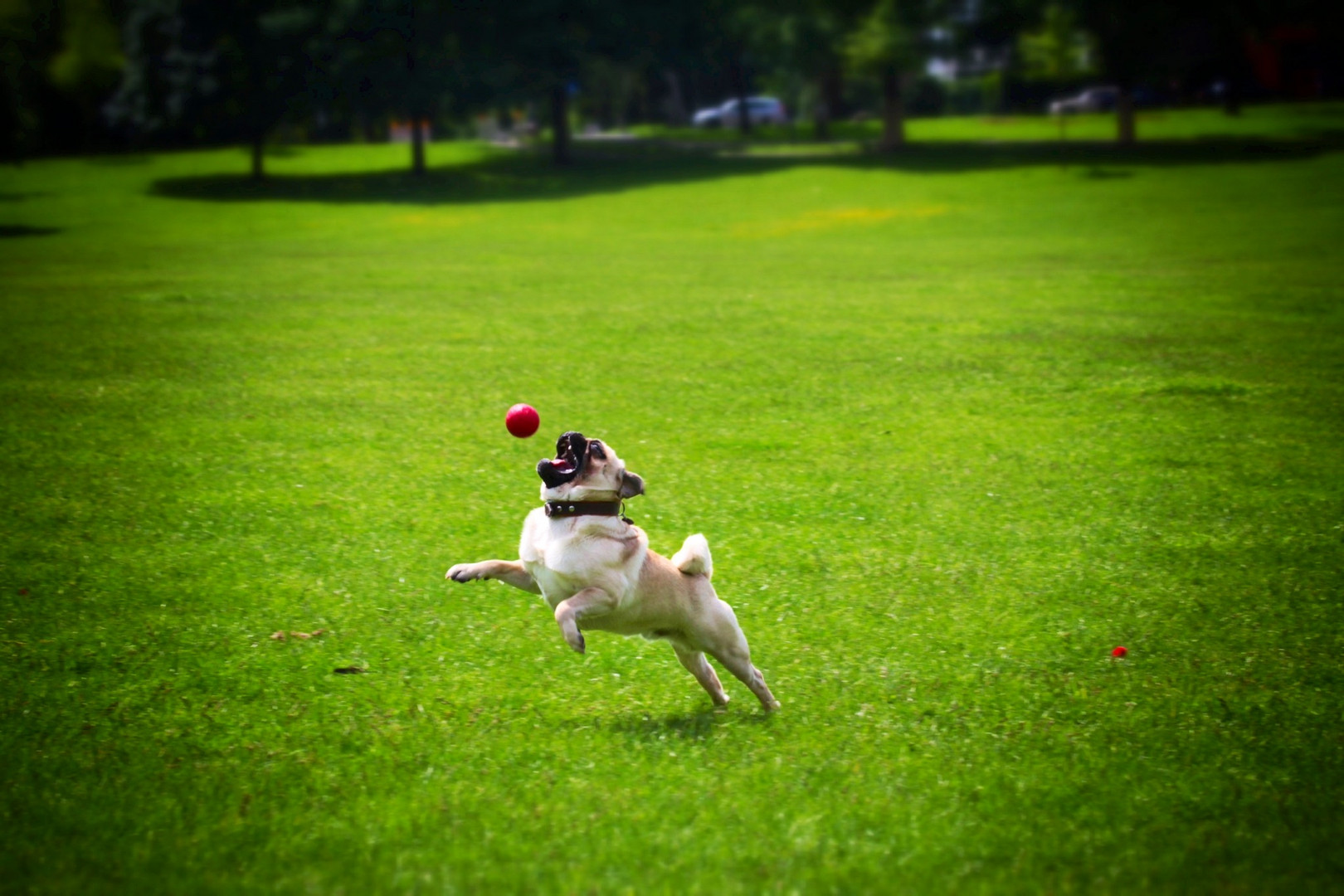 Mops Victor fängt einen Ball