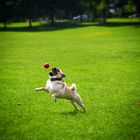 Mops Victor fängt einen Ball