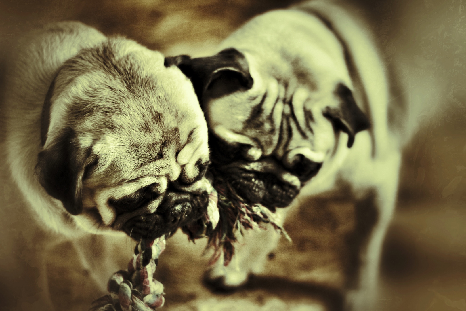Mops Victor mit Mops Charly am Spielen