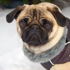 Mops-Winter-Portrait ;o)