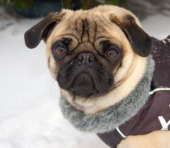 Mops-Winter-Portrait ;o)